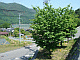 PN